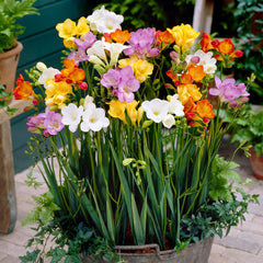 Mixed Single Freesia
