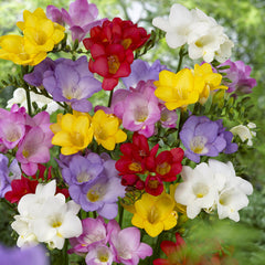 Mixed Single Freesia