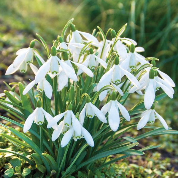 Snowdrop Nivalis