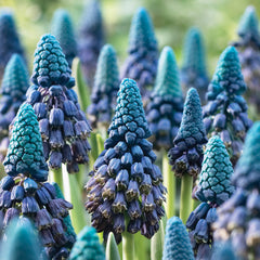 Paradoxum Muscari