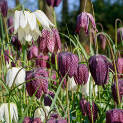Meleagris Mix Fritillari