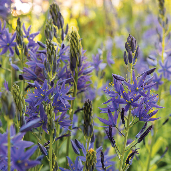 Camas