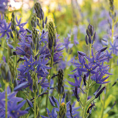 Camas