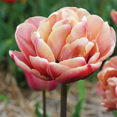 La Belle Epoque Tulip