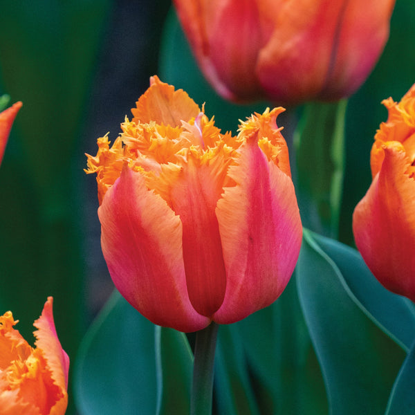 Orange Passion Tulip