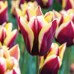 Gavota Tulip