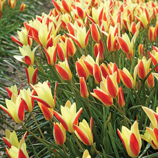 Tinka Tulip