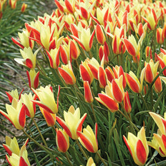 Tinka Tulip