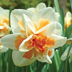 Replete Narcissus