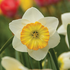 Happy Smiles Narcissus