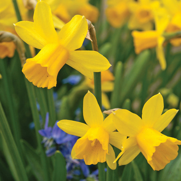 Tête-À-Tête Narcissus