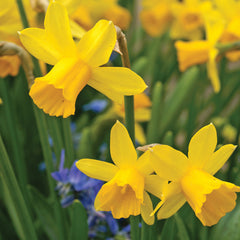 Tête-À-Tête Narcissus