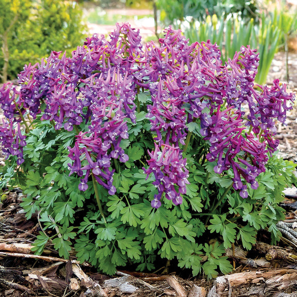 Purple Bird Corydalis