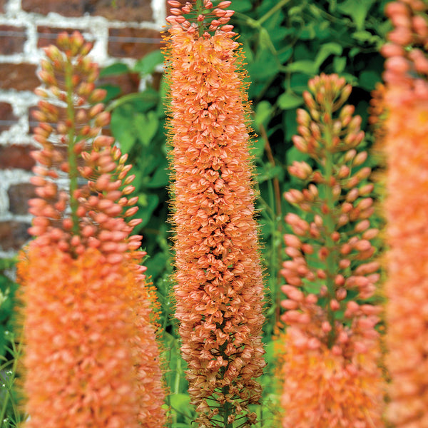 Pinokkio Foxtail Lily