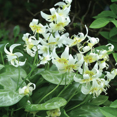 White Beauty Fawn Lily