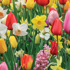 Bloomspiration Bulb Mix
