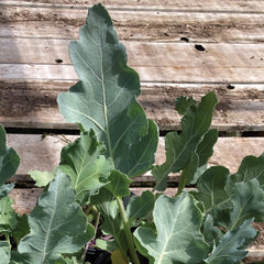 Sea Kale Plant