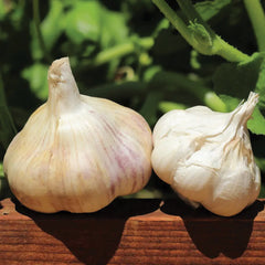 Red Toch Garlic