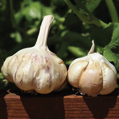 Sicilian Garlic