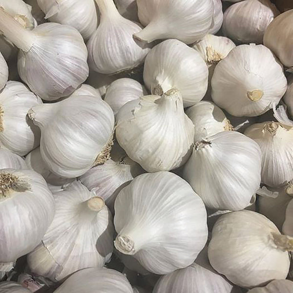 Norquay Garlic
