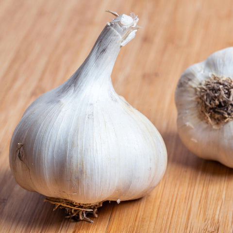 Blue Music Garlic
