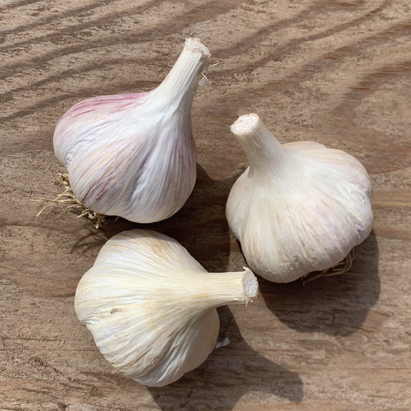 Polish Jenn Garlic