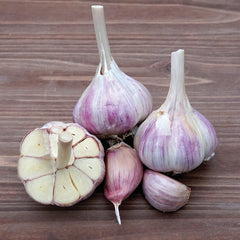 Bavarian Purple Garlic