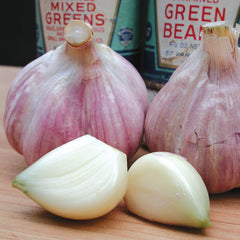 Bavarian Purple Garlic