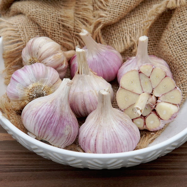Persian Star Garlic