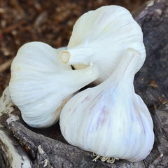 Persian Star Garlic