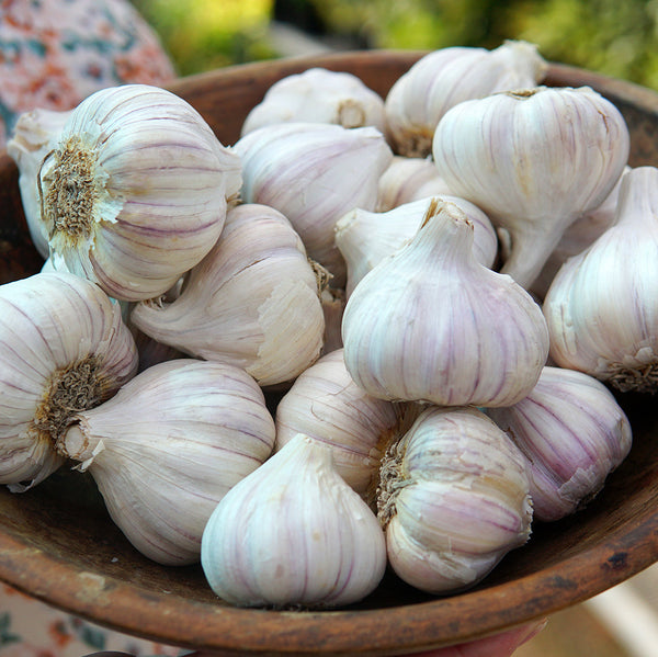 Svea Garlic