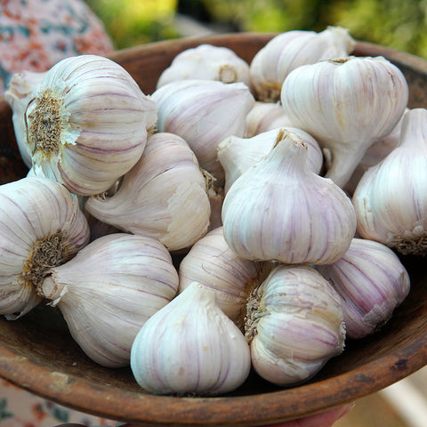 Svea Garlic