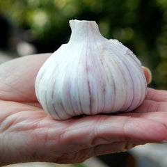 Svea Garlic