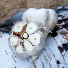 Svea Garlic