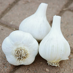 Georgian Fire Garlic