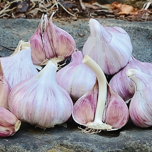 Duganski Garlic