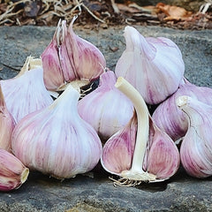 Duganski Garlic