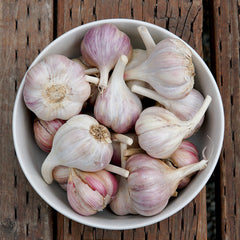 Uzbekistan Garlic