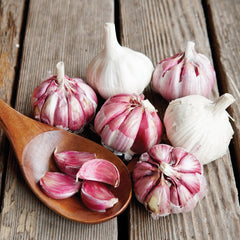 German Red Garlic