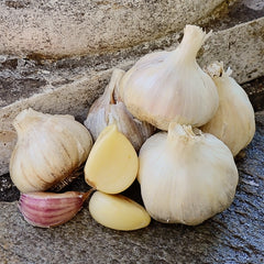German Red Garlic