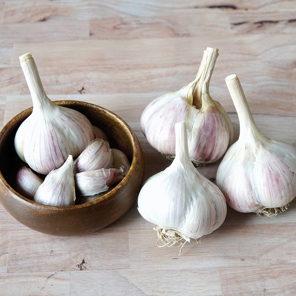 Music Garlic