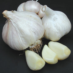 Premium Northern White Garlic