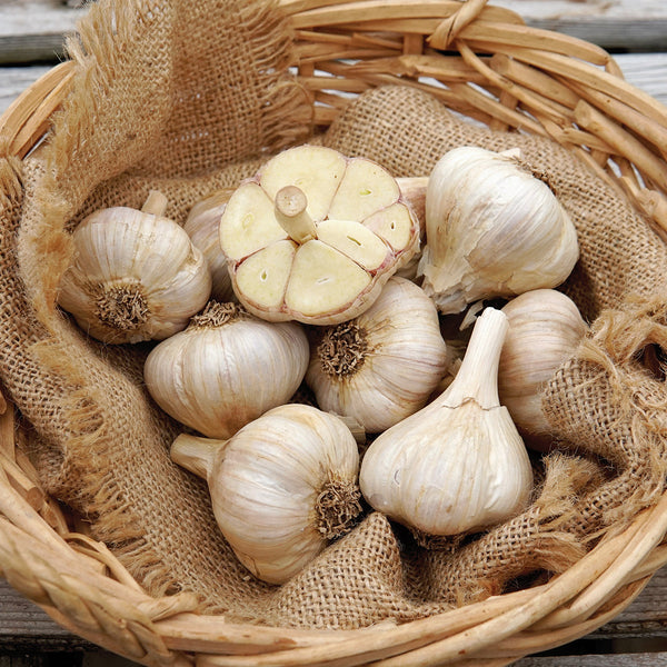 Premium Northern White Garlic