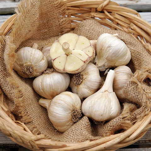 Premium Northern White Garlic