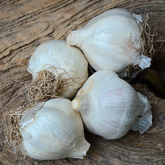 Premium Northern White Garlic