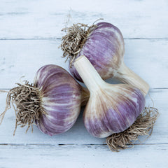 Metechi Garlic