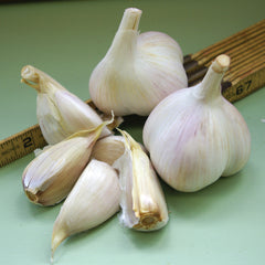 Metechi Garlic