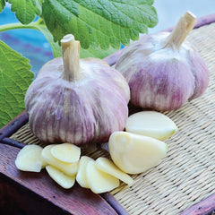 Siberian Garlic