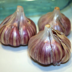 Spanish Roja Garlic