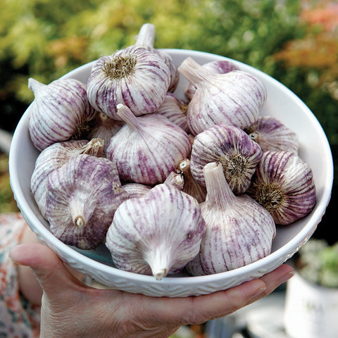 Spanish Roja Garlic